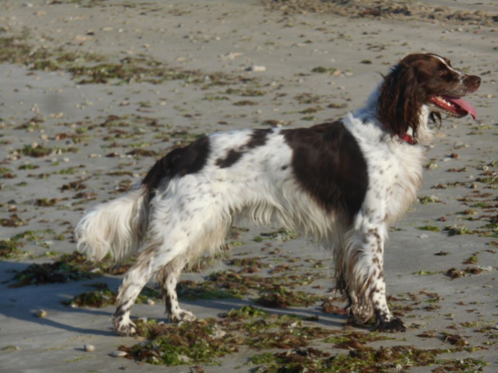 CH. Hermione de la vallée de la seulles