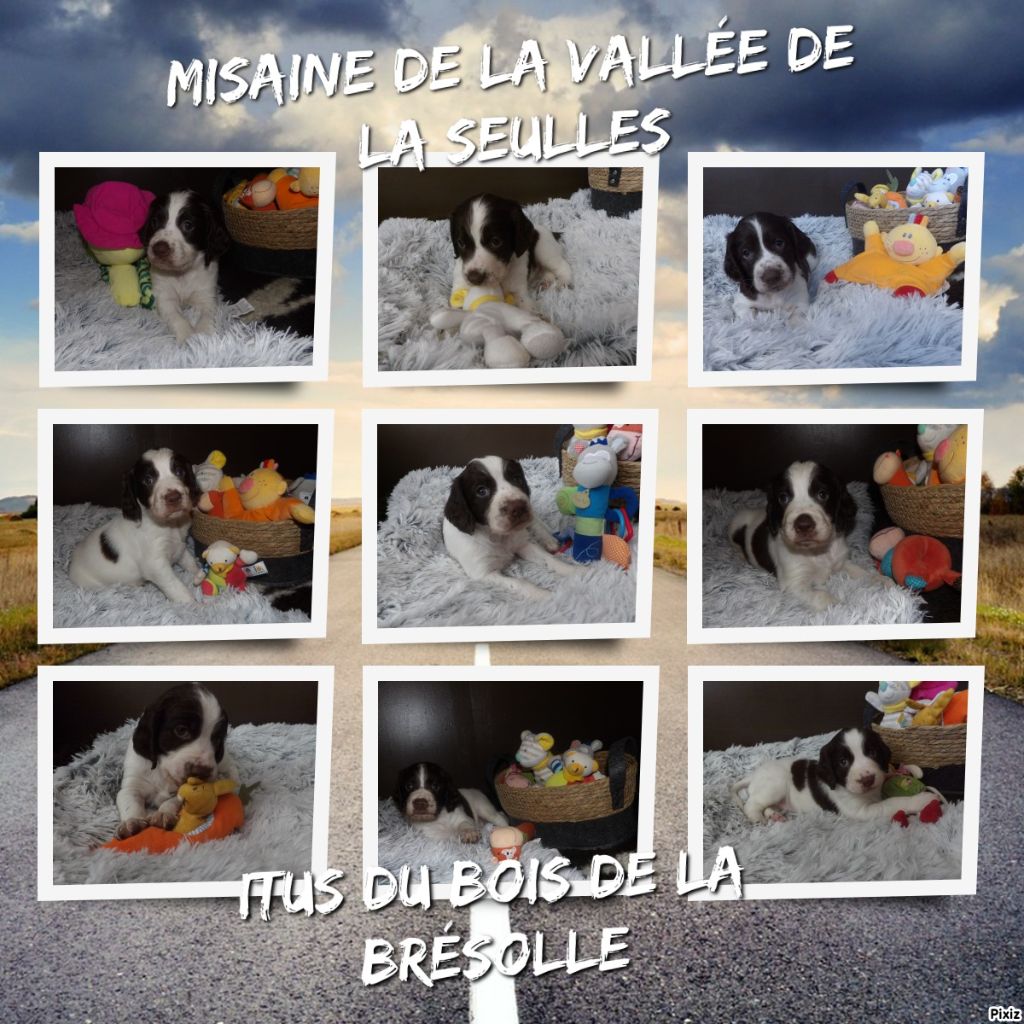 chiot Epagneul Français de la vallée de la seulles