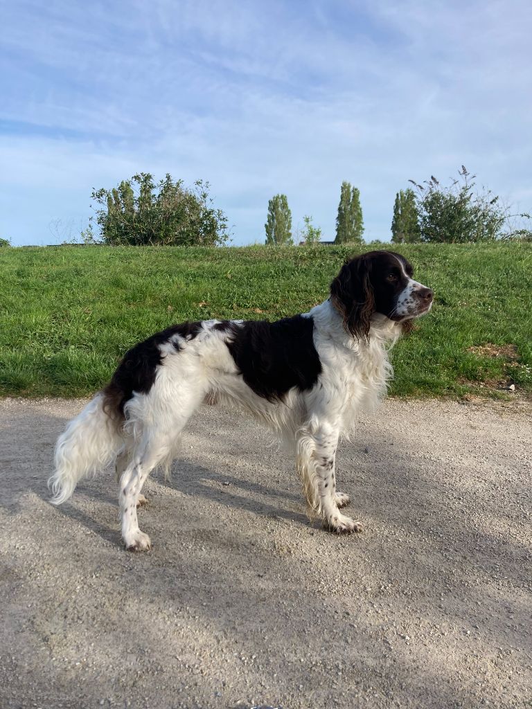 CH. Titan de la vallée de la seulles