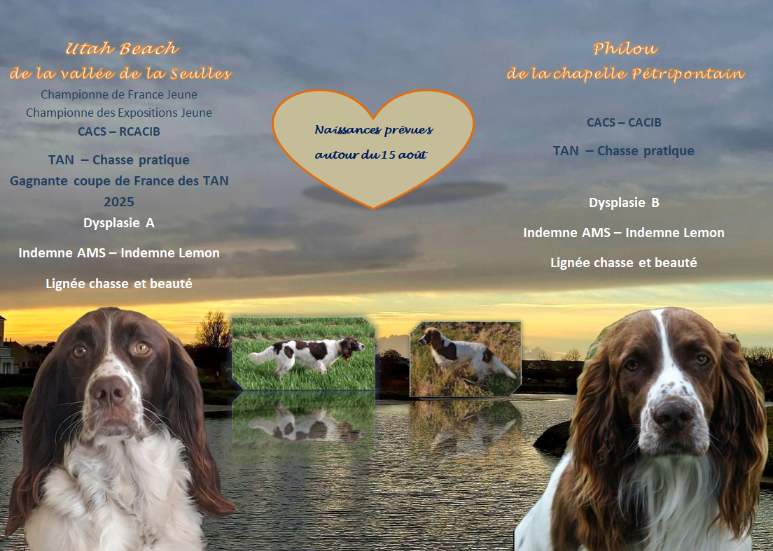 Des chiots à venir !