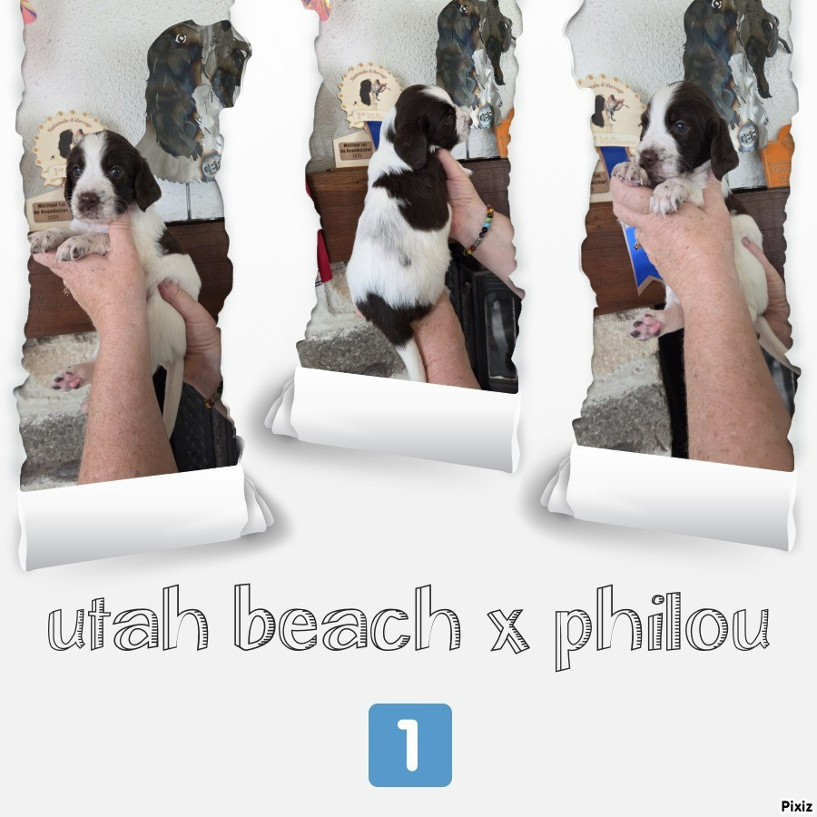 Les chiots de Utah Beach et Philou sont nés !