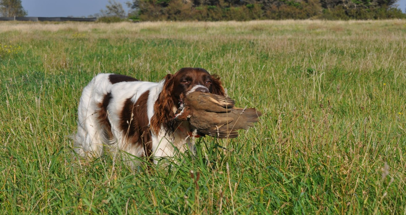 à la chasse