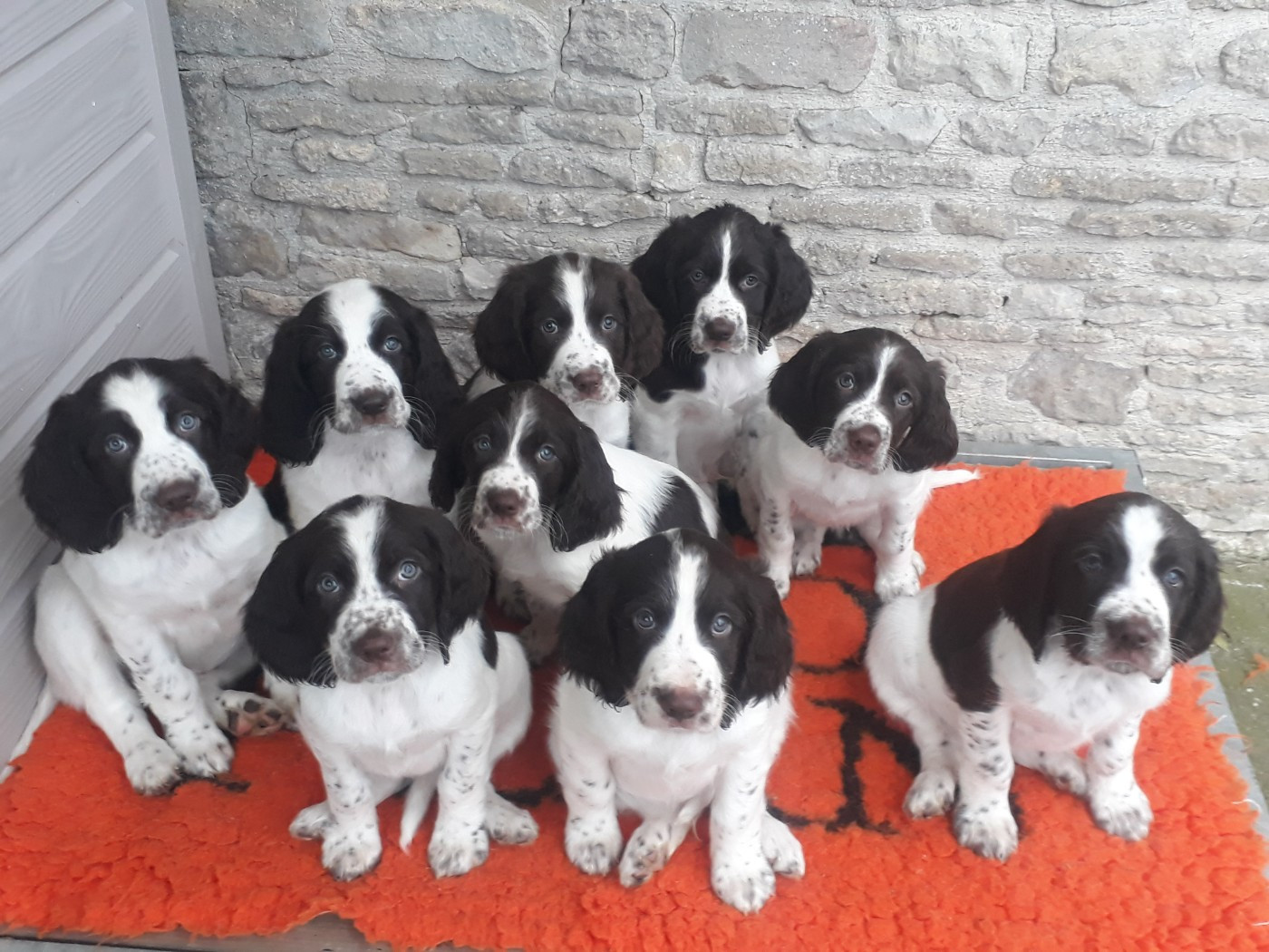 Les chiots nés à la maison