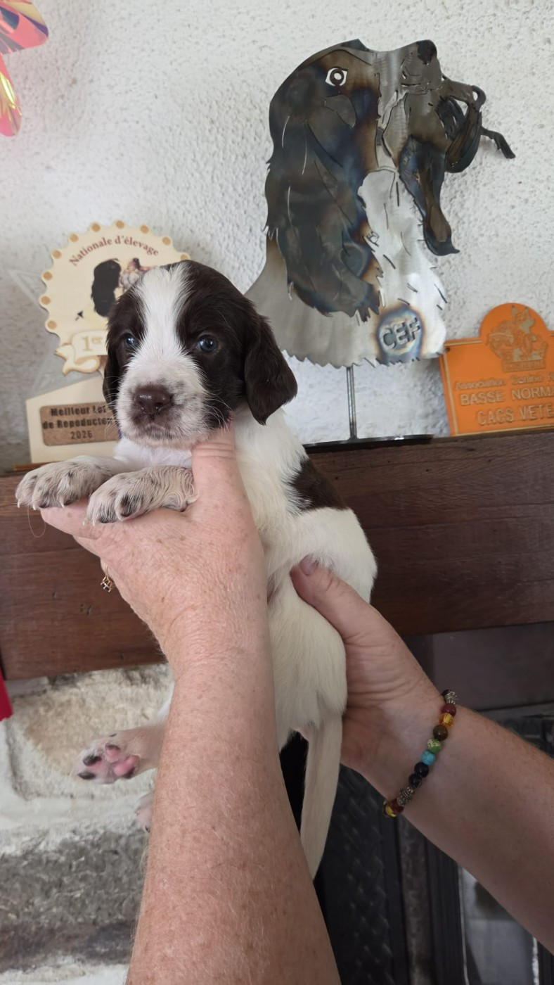 de la vallée de la seulles - Chiots disponibles - Epagneul Français