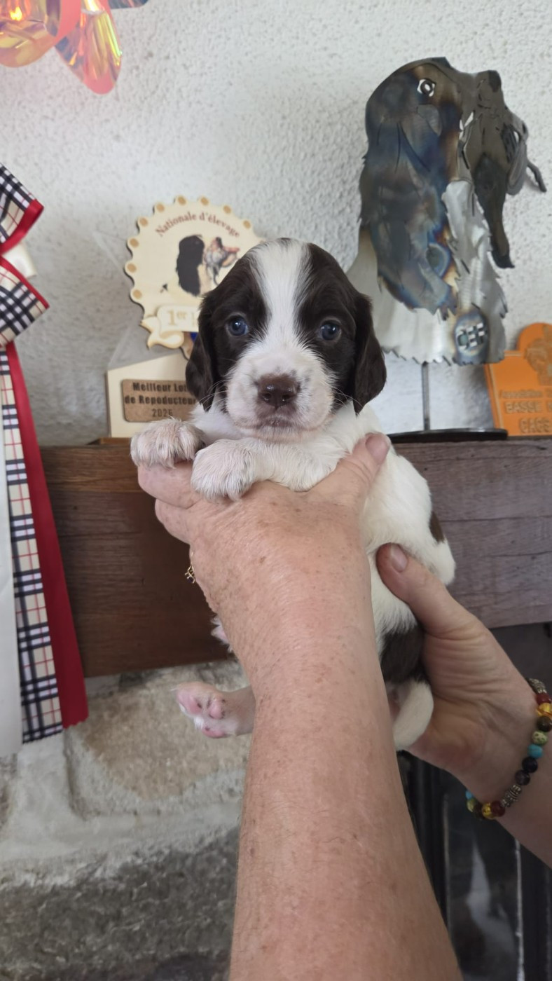 de la vallée de la seulles - Chiots disponibles - Epagneul Français
