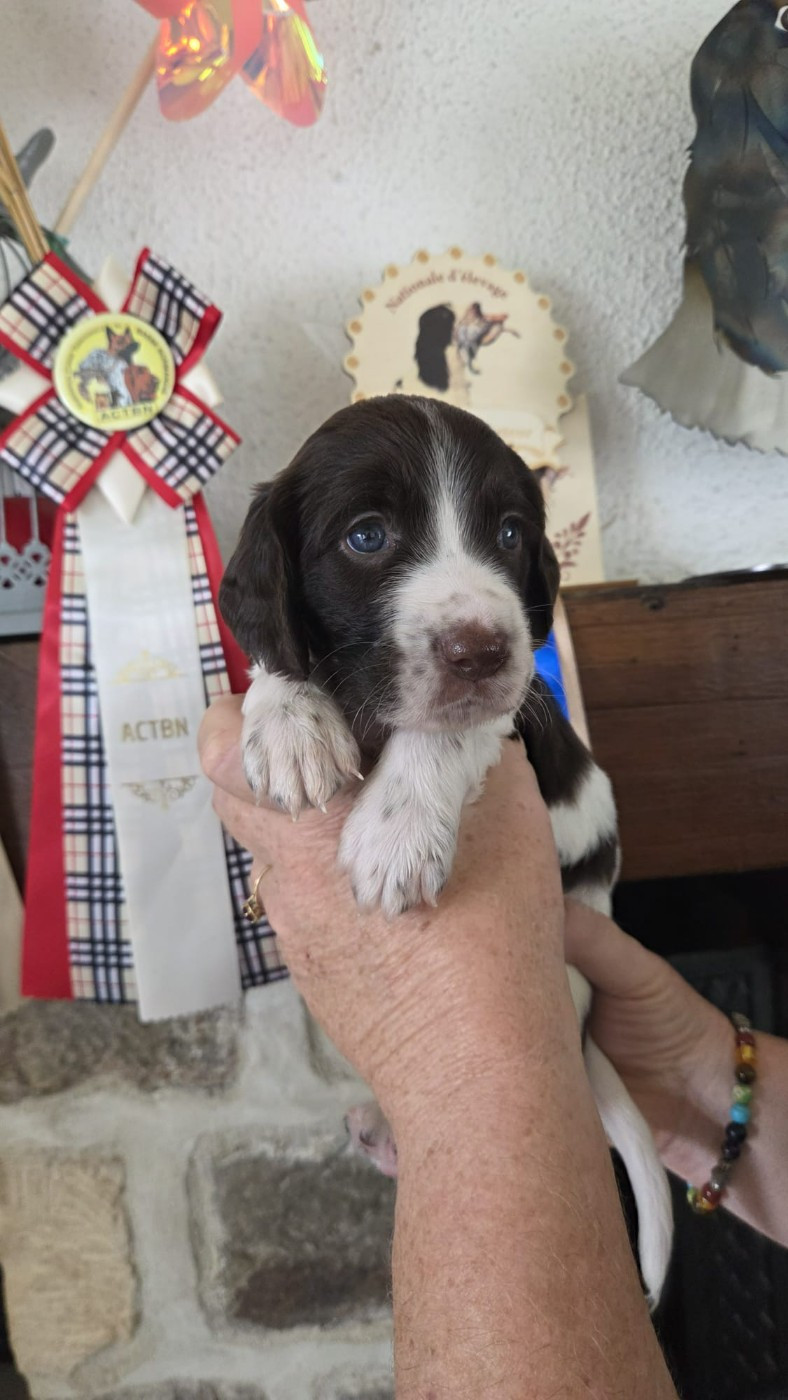de la vallée de la seulles - Chiots disponibles - Epagneul Français