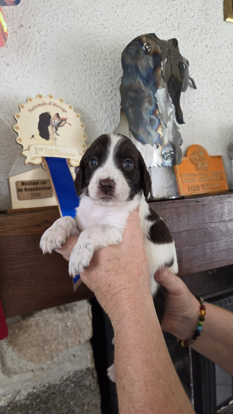 de la vallée de la seulles - Chiots disponibles - Epagneul Français