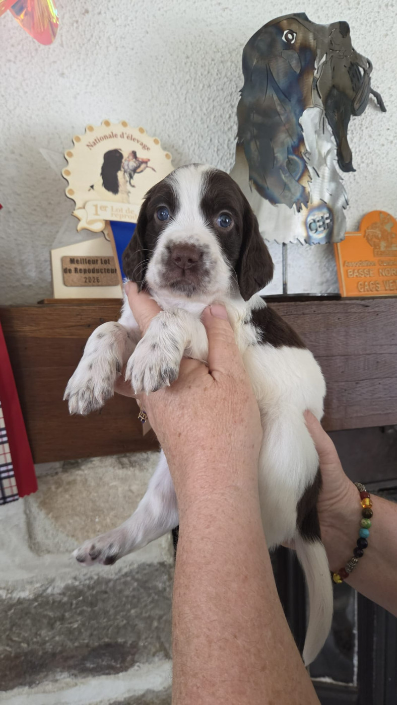 de la vallée de la seulles - Chiots disponibles - Epagneul Français
