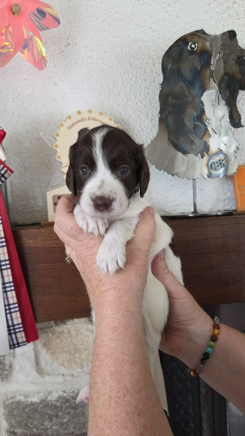 de la vallée de la seulles - Chiots disponibles - Epagneul Français
