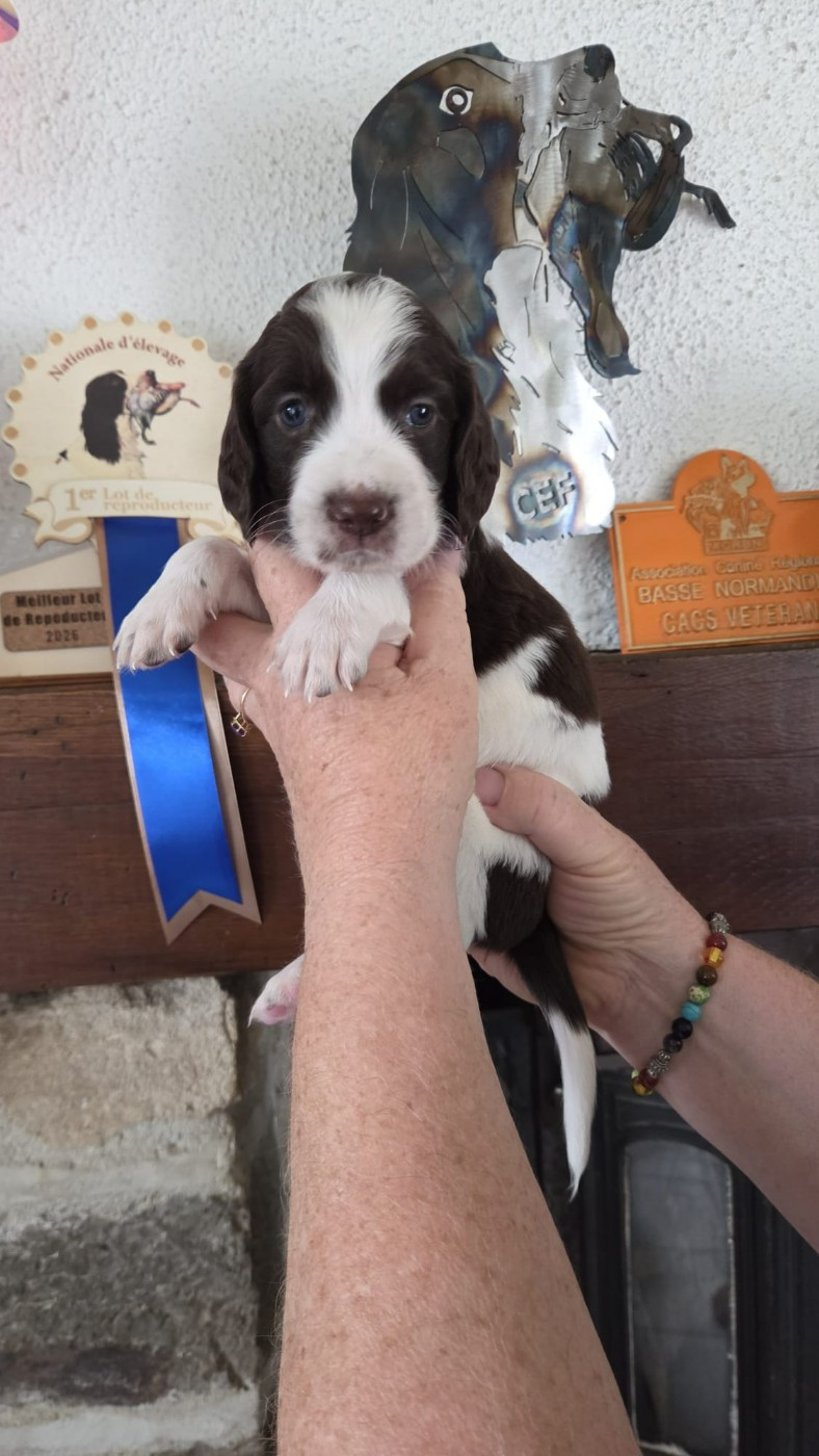 de la vallée de la seulles - Chiots disponibles - Epagneul Français