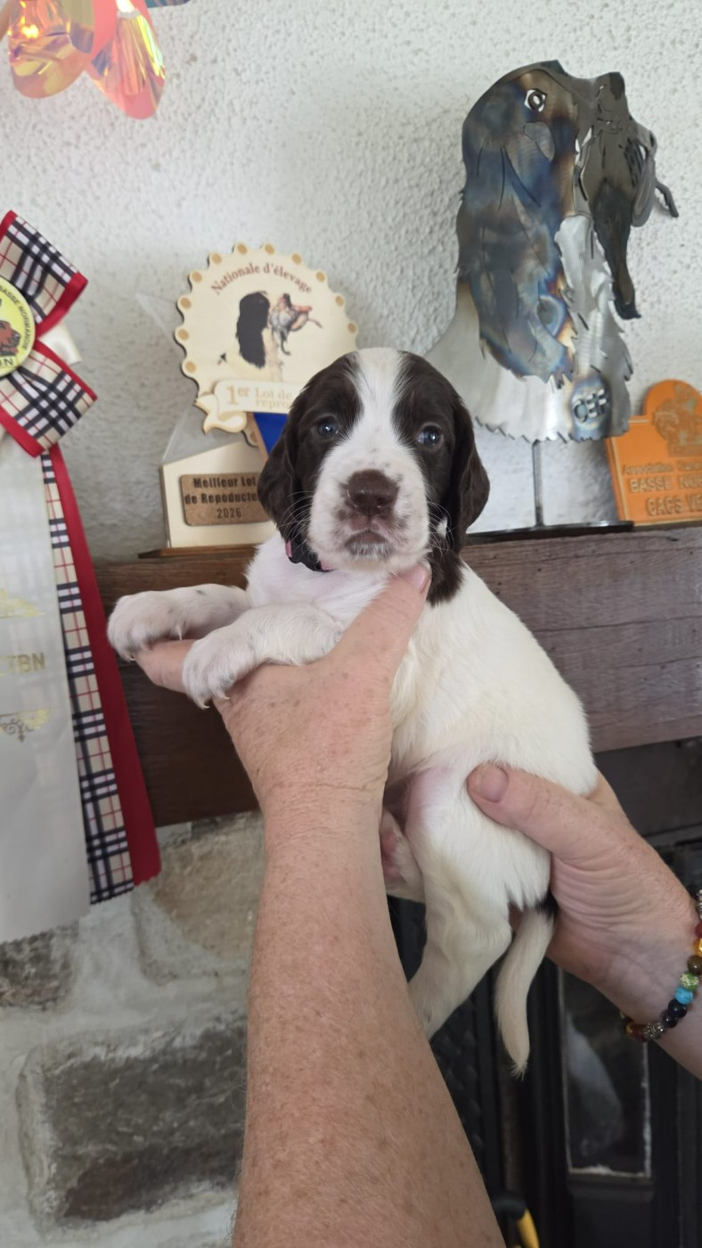 de la vallée de la seulles - Chiots disponibles - Epagneul Français