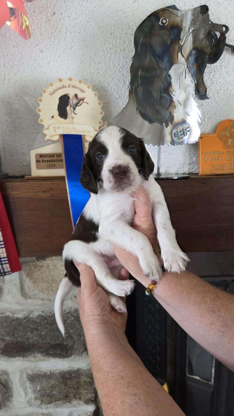 de la vallée de la seulles - Chiots disponibles - Epagneul Français