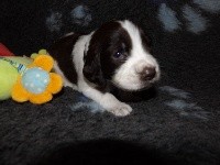 CHIOT