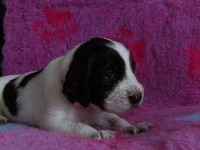 CHIOT