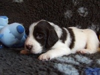CHIOT