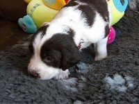 CHIOT