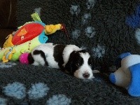 ROSKO