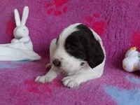 CHIOT