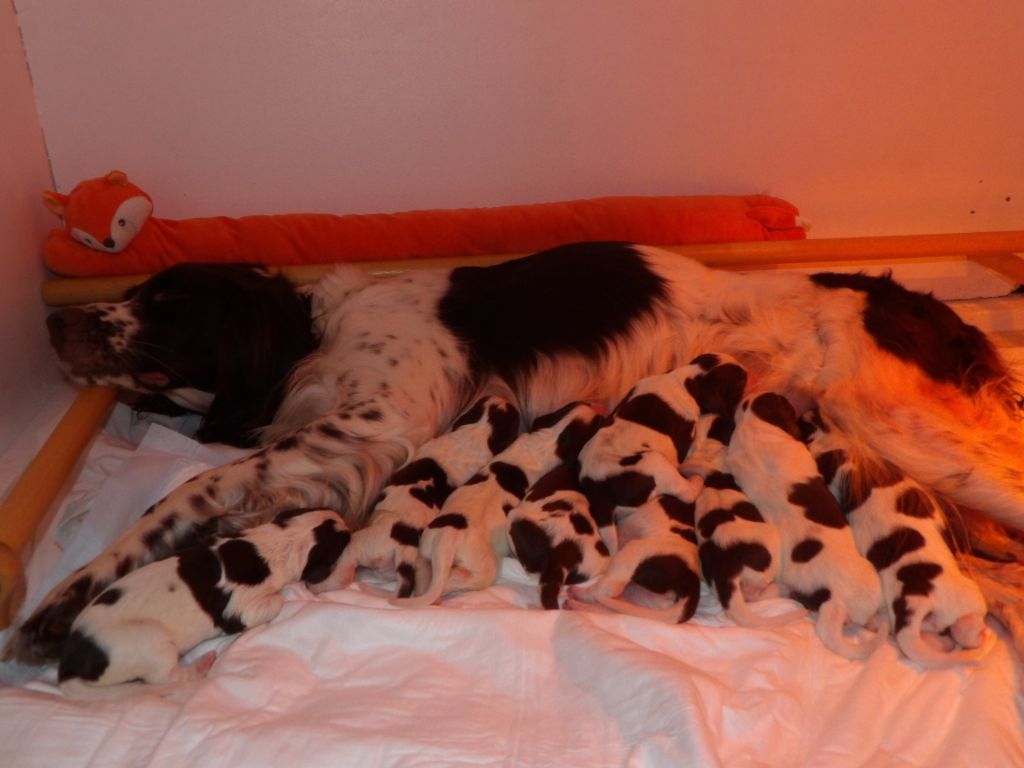 Chiot Epagneul Français de la vallée de la seulles